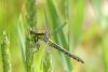 Gomphus vulgatissimus